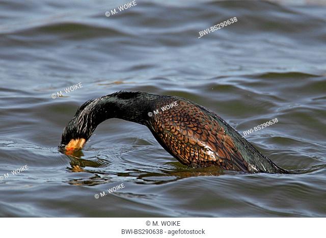 great cormorant (Phalacrocorax carbo), submerging, Netherlands, Frisia