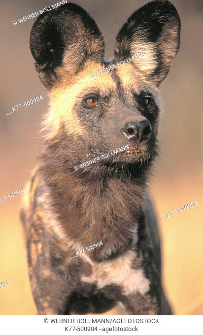 African wild dog (Lycaon pictus), captive. Game farm. Namibia