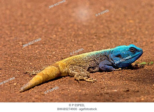 blue-throated agama Agama atricollis, Stellio atricollis, Acanthocercus atricollis, male, South Africa, Limpopo, Krueger National Park
