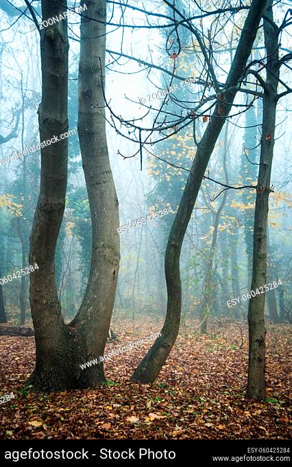 Trees with misty fog in a woodland