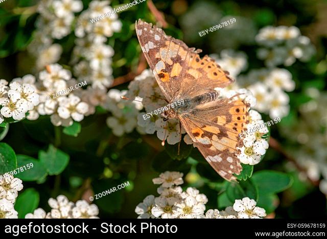 Distel Schmetterling im Juni auf Sylt