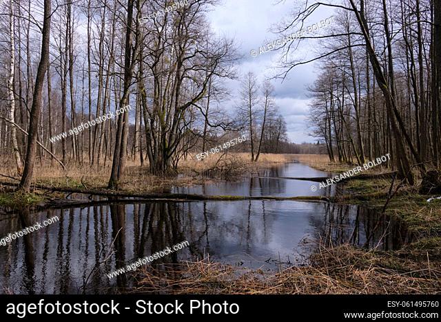 Springtime landscape in sun of Lutownia River crossing old riparian stand, Bialowieza Forest, Poland, Europe