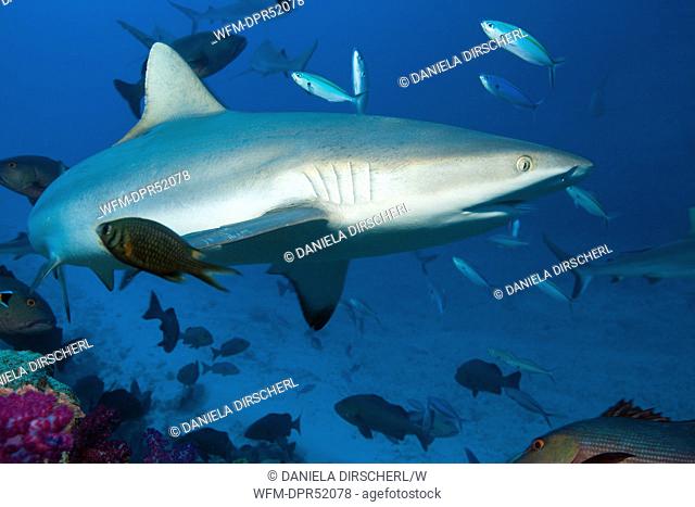 Grey Reef Shark, Carcharhinus amblyrhynchos, Nagali, Fiji