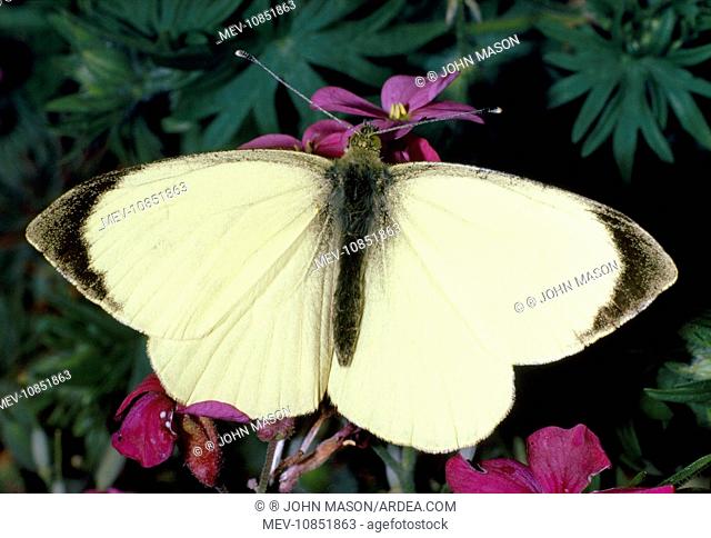 Large White Butterfly - male (Pieris brassicae). Distribution: UK & Ireland. Occurs throughout Europe & North Africa & extends across Asia to Himalayas