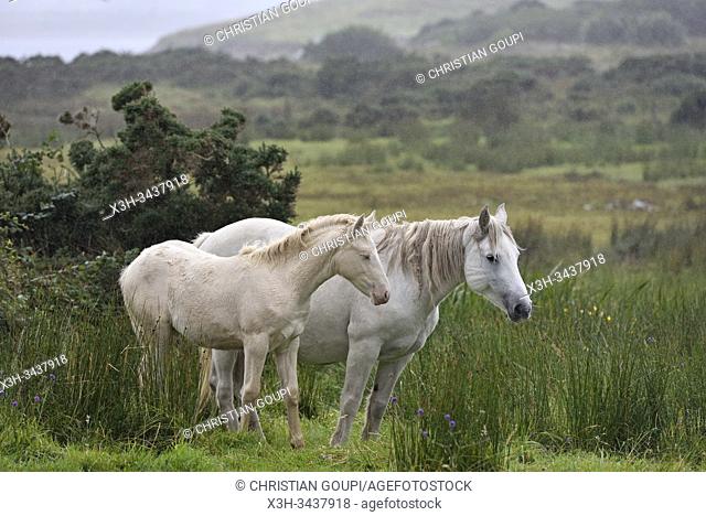 Connemara ponies, Ballinakill Bay, Letterfrack, County Galway, Connemara, Republic of Ireland, North-western Europe