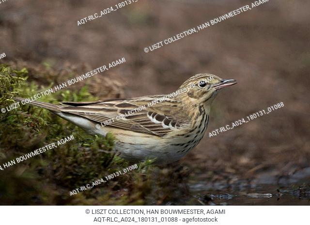 Tree Pipit at drinking site, Tree Pipit, Anthus trivialis