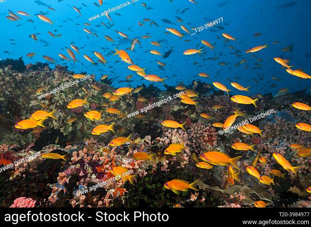 Colored Coral Reef, North Male Atoll, Indian Ocean, Maldives