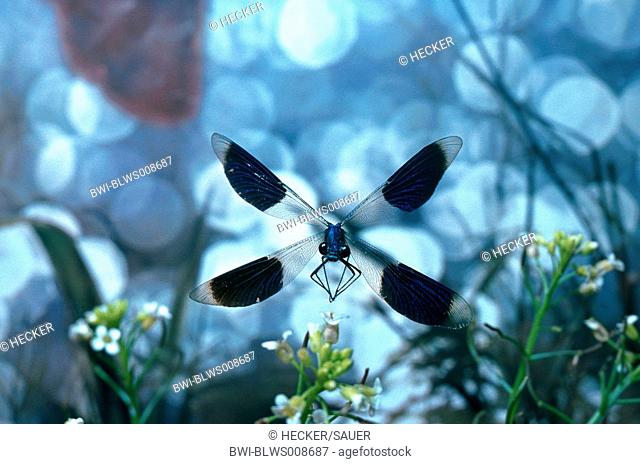 banded blackwings, banded agrion, banded demoiselle Calopteryx splendens, Agrion splendens, flying male