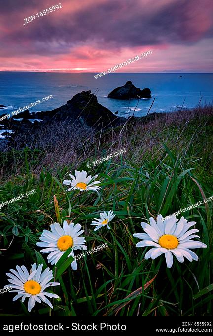 Wild daisies enjoying the sunset over the Pacific Ocean