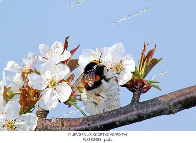 striped bumble bee collects nectar on blooming apple tree