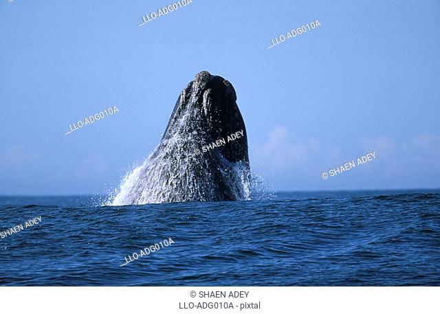 Southern Right Whale Eubaleana Australis Breaching the Ocean Surface  Hermanus, Western Cape Province, South Africa