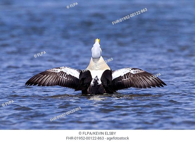 King Eider (Somateria spectabilis) adult male, stretching wings on water, Ythan Estuary, Aberdeenshire, Scotland, May