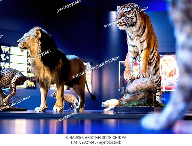 Models of a lion and a tiger on display as part of a special exhibition entitled 'The Ice Age Hunter: The Deadly Danger of Sabre Toothed Tigers' in the Palaeon...