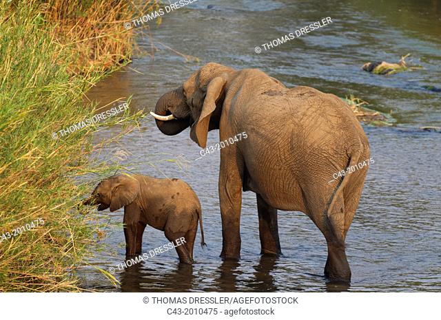 African Elephant (Loxodonta africana) - Cow with calf, feeding on Common Reed (Phragmites australis) at an island in the Olifants River
