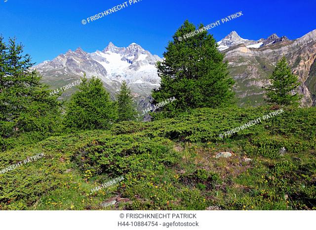 Matterhorn und Lärchenwlad im Sommer, Wallis, SchweizMatterhorn und Lärchenwlad im Sommer, Wallis, Schweiz