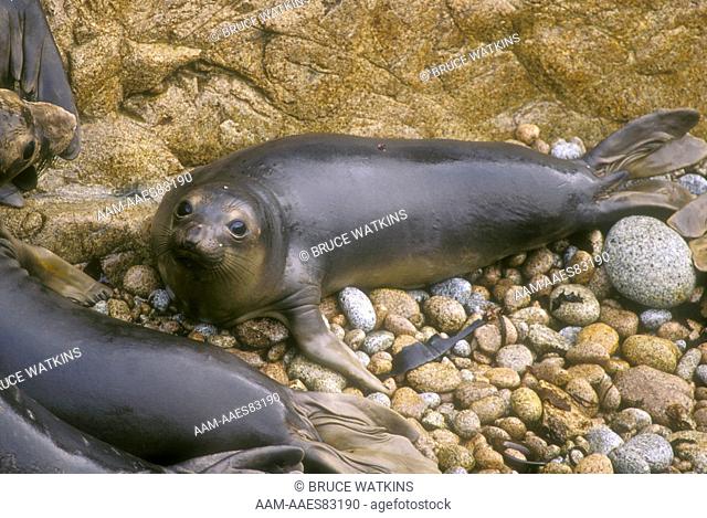 Northern Elephant Seal Pup (Mirounga angustirostris) Piedras Blancas, California