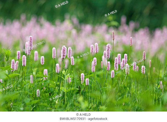 common bistort, meadow bistort Polygonum bistorta, Bistorta major, many flowering plans on meadow, Germany, Baden-Wuerttemberg