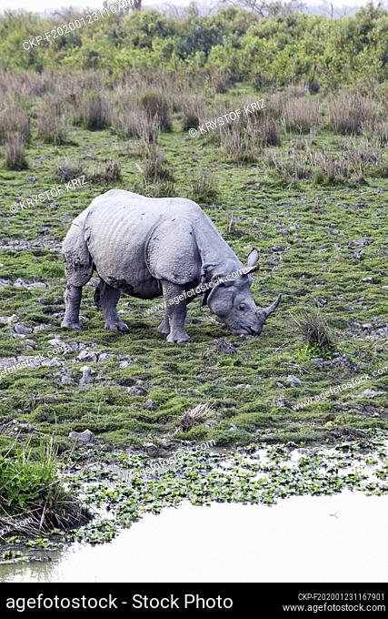 Asian Greater One-horned Rhinoceros, Great Indian Rhinoceros, Rhinoceros unicornis, in Kaziranga National Park, Assam, India on 9 March, 2019