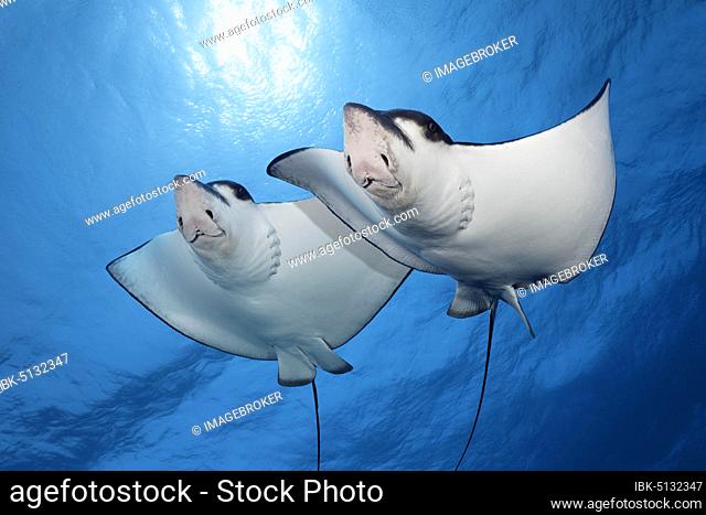 Two Spotted eagle rays (Aetobatus narinari) swimming against the light, Great Barrier Reef, Unesco World Natural Heritage, Pacific, Australia, Oceania