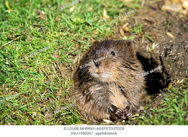 Water vole, Arvicola terrestris at its burrow entrance  the burrow is surrounded by a closely cropped lawn, eaten by the largely herbivorous rodents   British...
