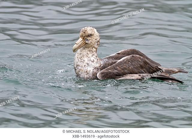 Southern giant petrel Macronectes giganteus cleaning itself on the water, South Georgia, Southern Ocean  MORE INFO Macronectes comes from the Greek words Makros...