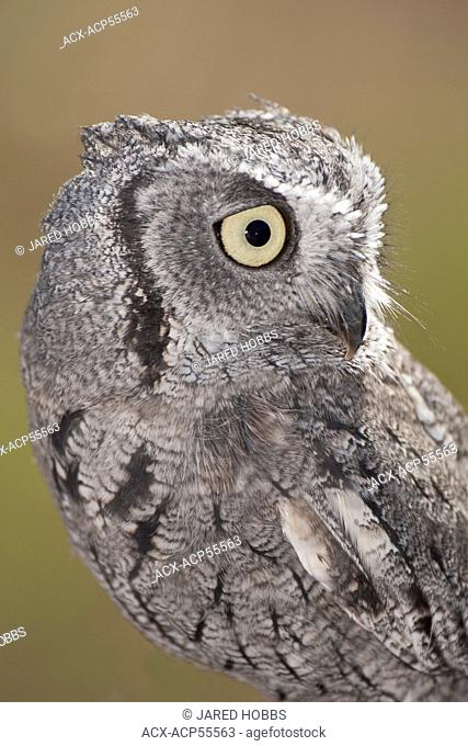 Western Screech Owl Southwest, Megascops kennicottii aikenii, Arizona, USA
