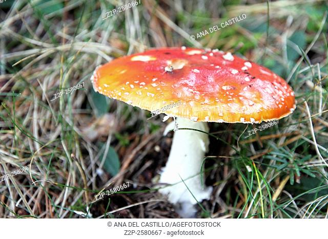 Amanita muscaria mushroom Pyrenees Spain