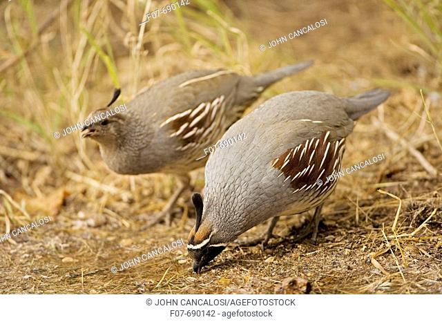Gambel's Quail (Callipepla gambelii). Males. Drinking at pond. Arizona. Replaces the California Quail in the desert and similar to that bird