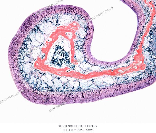 Nasal lining. Light micrograph of a section through the olfactory epithelium. The olfactory epithelium is thicker than respiratory epithelium and is identified...