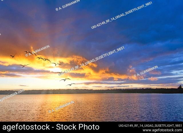 Lake Sunset, Flying Cormorants, Pocono Mountains, Pennsylvania