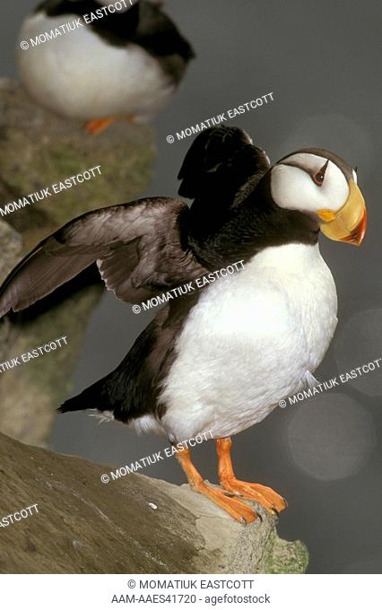 Horned Puffin on Cliff Ledge, St. Paul Island, AK