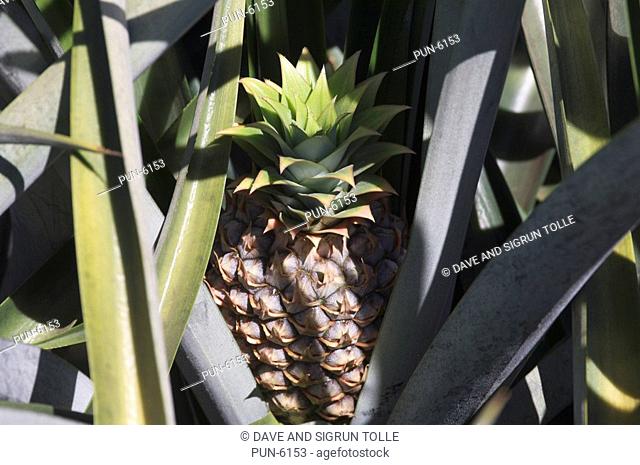 Pineapple growing in a plantation Valle de El General