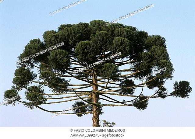Parana Pine or Candelabra Tree (Araucaria angustifolia), Brazil