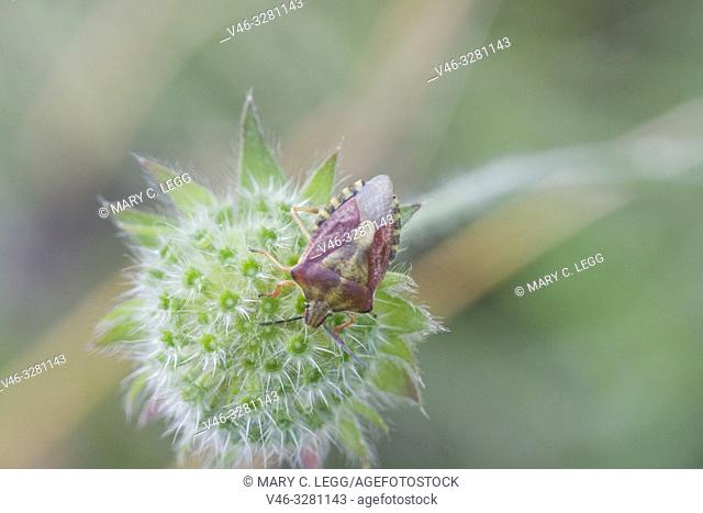 Sloe Bug, Dolycoris baccarum. Colorful hairy shieldbug. Length: 10-12. 5mm. Pronotum is purplish red with red-purple elytra. Winter color is brown