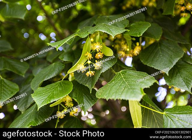 Small-leaved linden, Tilia cordata, nature, plants, flowers. (CTK Photo/Marketa Hofmanova)