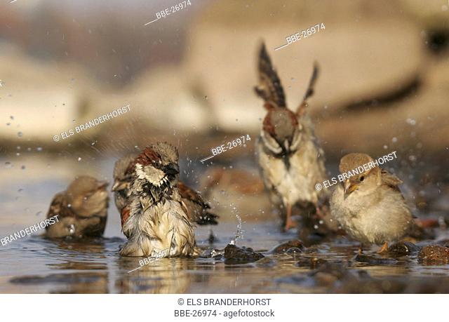 Six bathing house sparrows