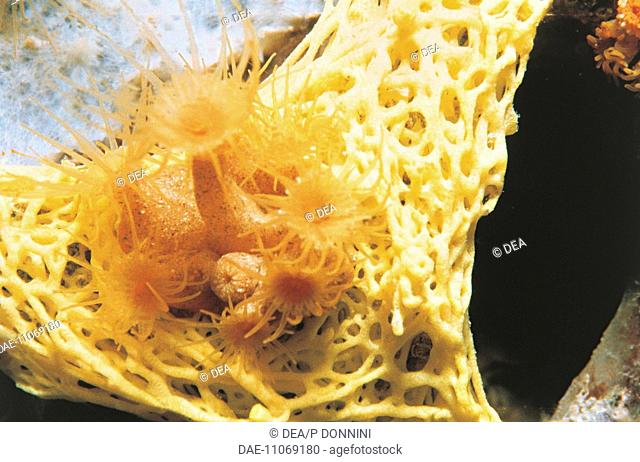 Zoology - Sponges - Yellow Clathrina (Clathrina clathrus) and Yellow cluster anemone (Parazoanthus axinellae)