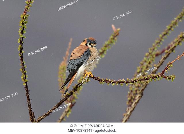 American Kestrel - male. (Falco sparverius). Light rain. Anza Borrego Desert in January. California, USA