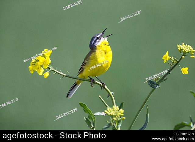 France, Department of Oise (60), Senlis region, land of great cultivation, Spring wagtail (Motacilla flava), male posed on a rapeseed plant, to call a female