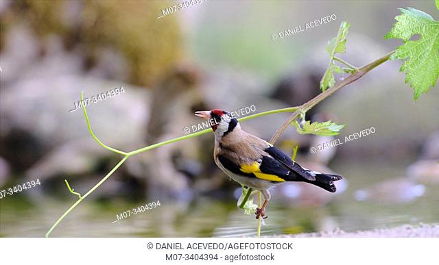 Goldfinch (Carduelis carduelis), North of Spain