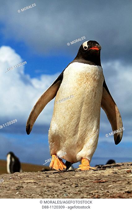 Gentoo Penguin (Pygoscelis papua papua), Saunders Island, Falkland Islands, UK