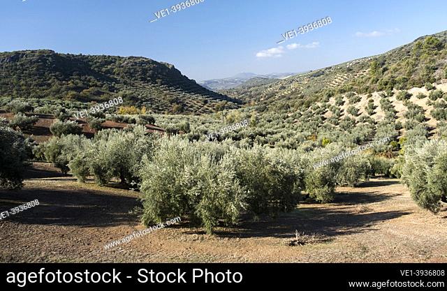 landscape of olive groves, Cordoba, Andalucia, Spain, Europe
