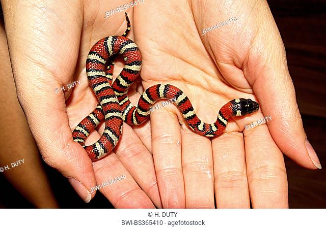 milk snake, eastern milk snake (Lampropeltis triangulum), young milk snake on hands