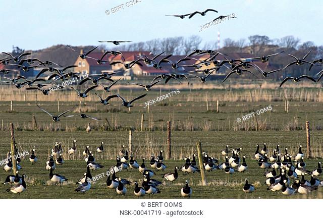 Barnacle Goose (Branta leucopsis) flock flying low over farmland towards the camera on eye level, with a typical Ameland farmhouse in the background and many...