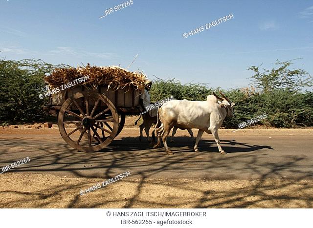 A man and his ox, rural life, Karnataka, India, Asia