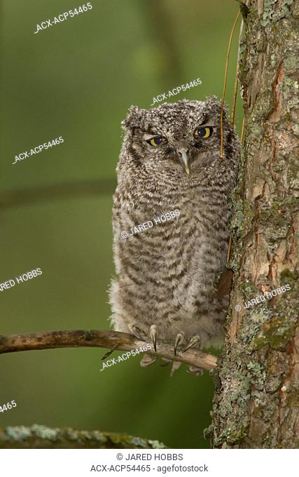 Western Screech Owl Interior, Megascops kennicottii macfarlanei, Interior BC, , Canada