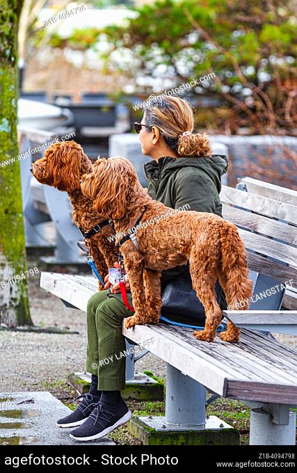 Owner and her two dogs sitting on a bench along False Creek in Vancouver British Columbia Canada