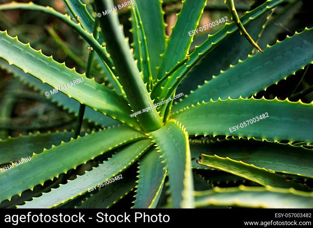 Close up shot of an aloe vera plant