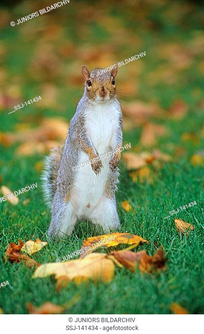 grey squirrel - standing on meadow / Sciurus carolinensis