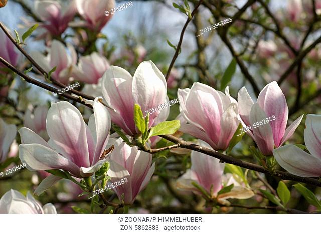 Magnolia x soulangiana, Tulpenmagnolie